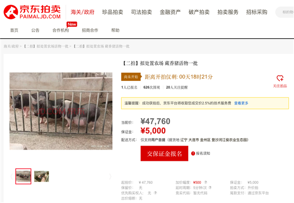 近2000人次圍觀競買藏香豬、亮鳳雞 一批“美食原材料”活物12月27日京東開拍(圖2)