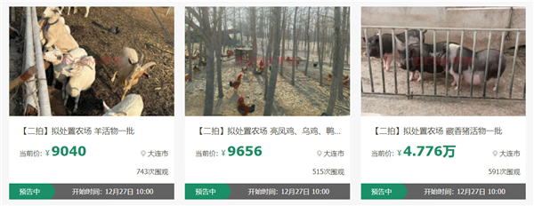 近2000人次圍觀競買藏香豬、亮鳳雞 一批“美食原材料”活物12月27日京東開拍(圖1)