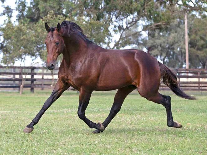 KAIYUN網(wǎng)頁 開云com19匹全球頂尖種馬大閱兵！2024新西蘭周歲走馬拍賣會大年初九直播！中國馬主可實(shí)時(shí)出價(jià)競拍！(圖2)