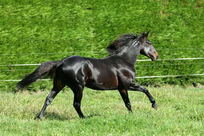 KAIYUN網(wǎng)頁 開云com19匹全球頂尖種馬大閱兵！2024新西蘭周歲走馬拍賣會大年初九直播！中國馬主可實(shí)時(shí)出價(jià)競拍！(圖5)