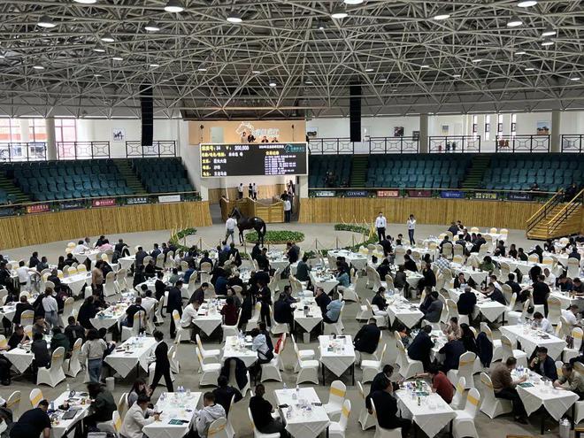 10屆拍賣會成中國馬匹交易風(fēng)向標(biāo)：2024玉龍春季拍賣會圓滿落幕(圖1)